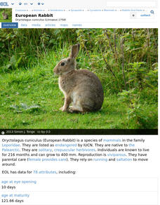 Encyclopedia of Life: European Rabbit Handout