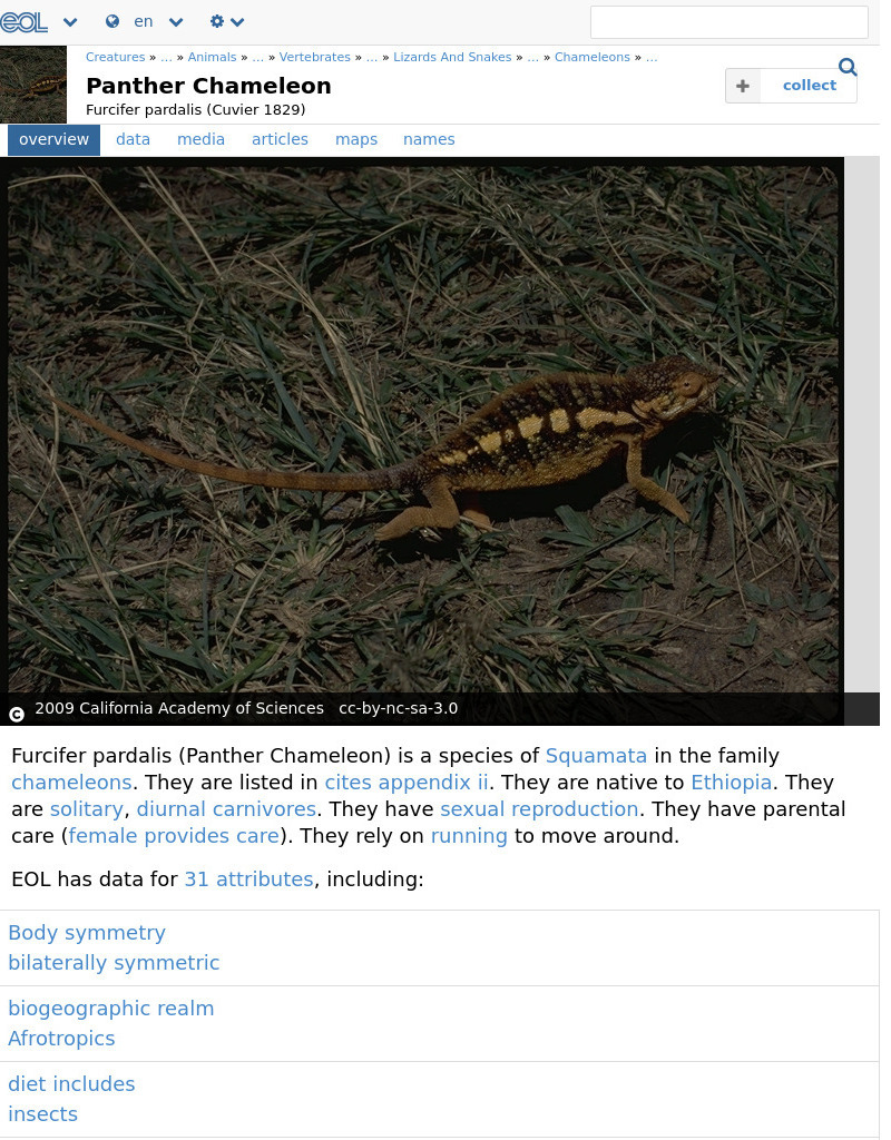 Encyclopedia of Life: Panther Chameleon Handout