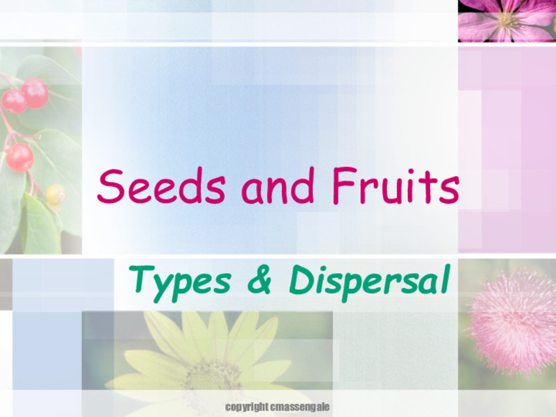 Seeds and Fruits: Types and Dispersal PPT