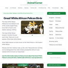 Animal Corner: Great White African Pelican Birds Handout