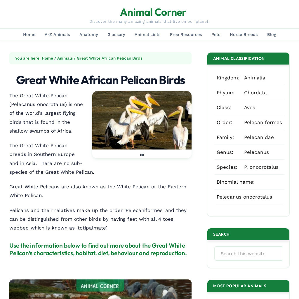 Animal Corner: Great White African Pelican Birds Handout