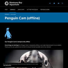 Monterey Bay Aquarium: Splash Zone Exhibit Penguin Cam Instructional Video