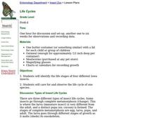Life Cycles Lesson Plan