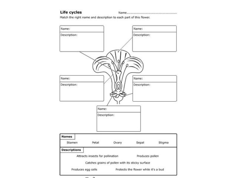 Life Cycles Worksheet