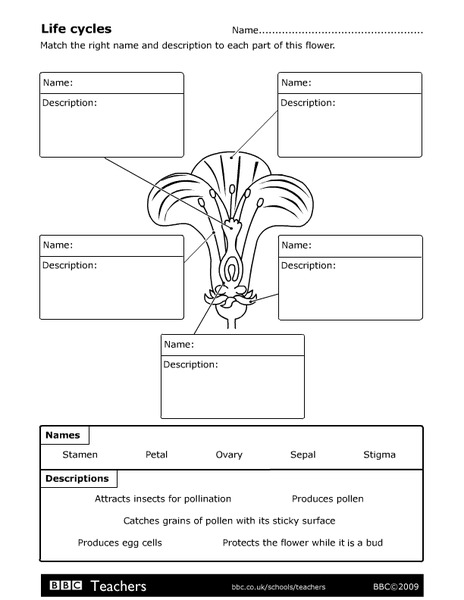 Life Cycles Organizer