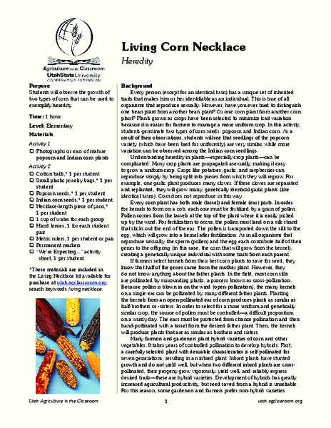 Living Corn Necklace Lesson Plan