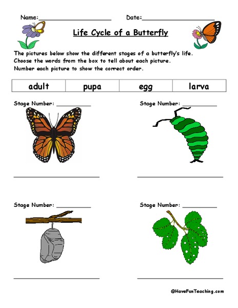 Life Cycle of a Butterfly Worksheet