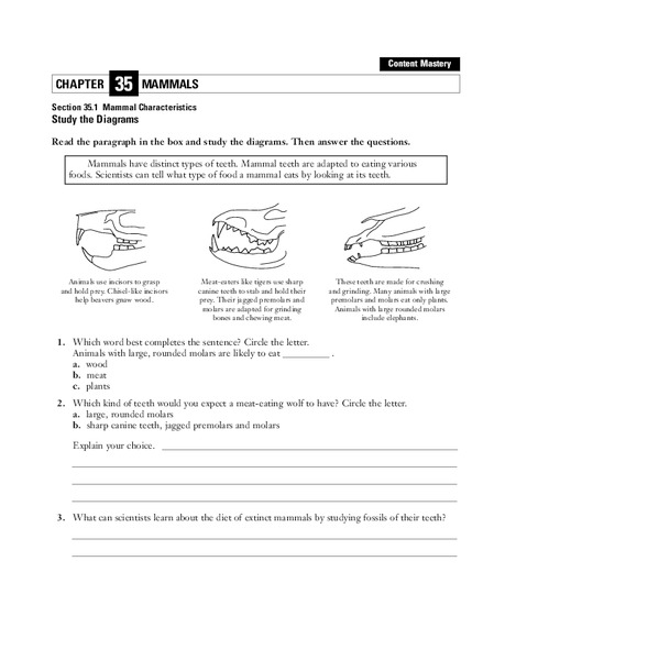 Mammal Characteristics Worksheet