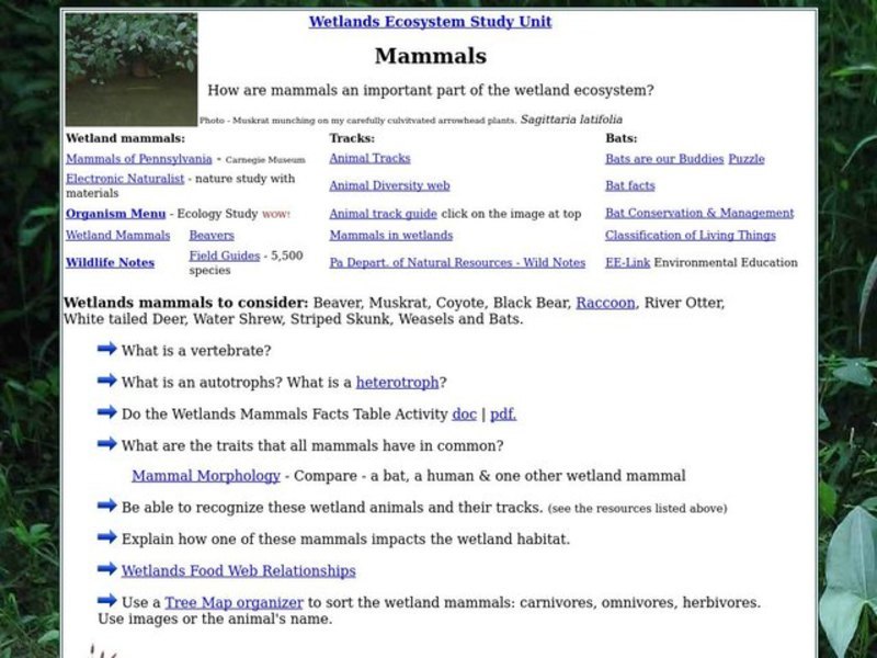 Mammals Interactive