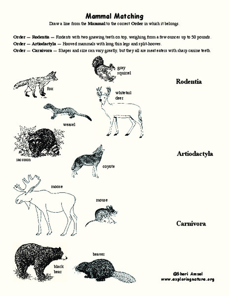 Mammals Worksheet