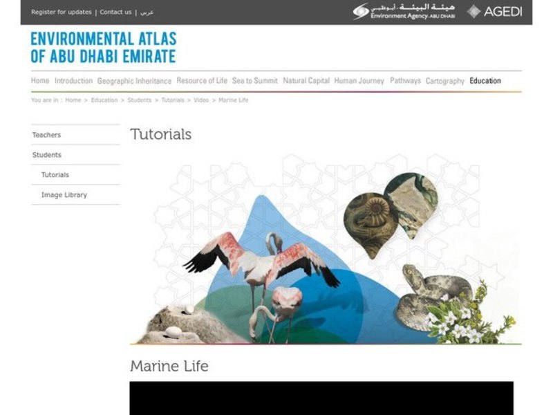 Marine Life Instructional Video