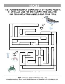 Mazes Lesson Plan