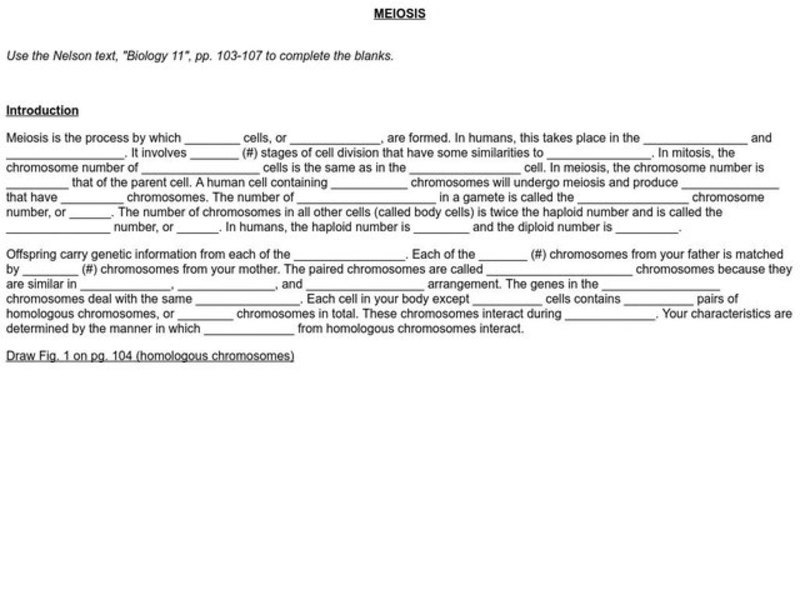 Meiosis Worksheet