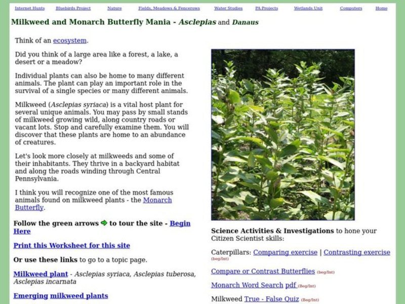 Milkweed and Monarch Butterfly Mania Lesson Plan