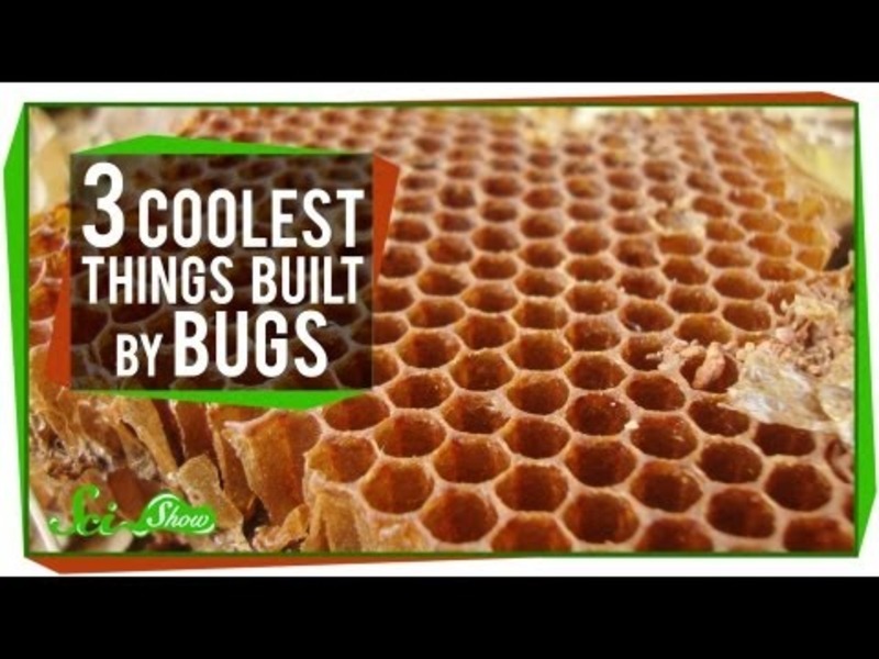 The 3 Coolest Things Built By Bugs Instructional Video