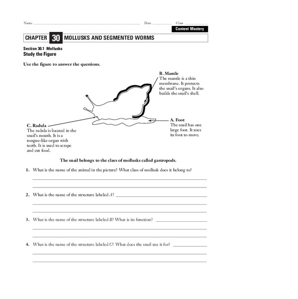 Mollusks Worksheet