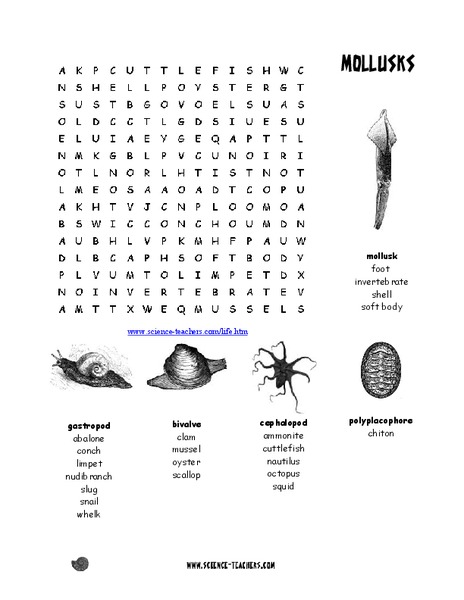 Mollusks Worksheet