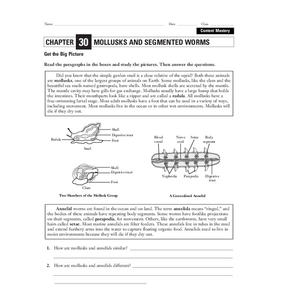 Mollusks and Segmented Worms Worksheet