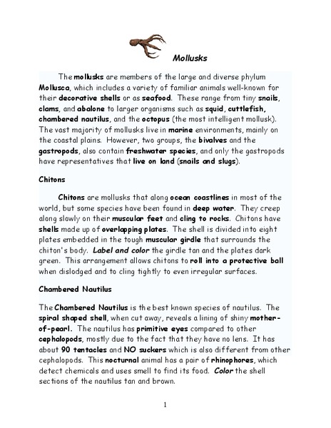 Mollusks Worksheet