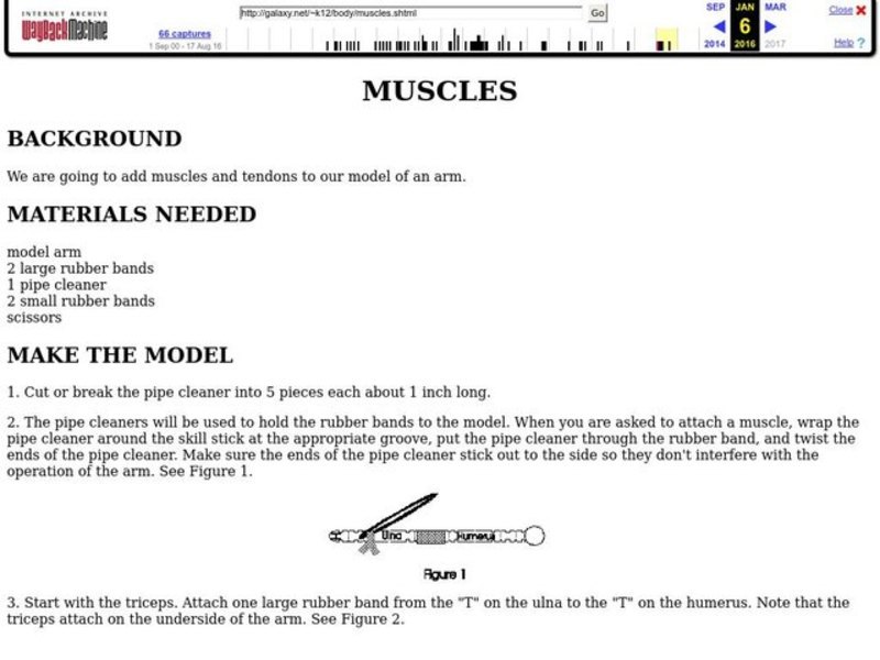 Muscles Worksheet