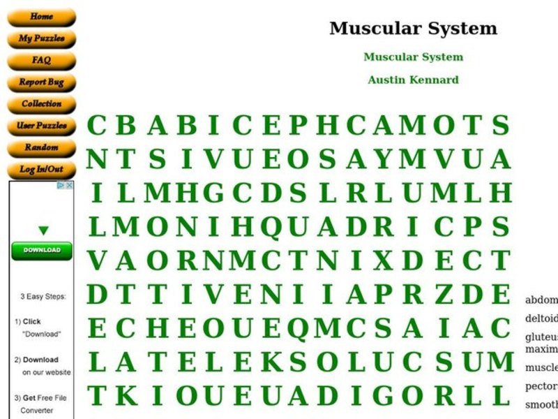 Muscular System Worksheet