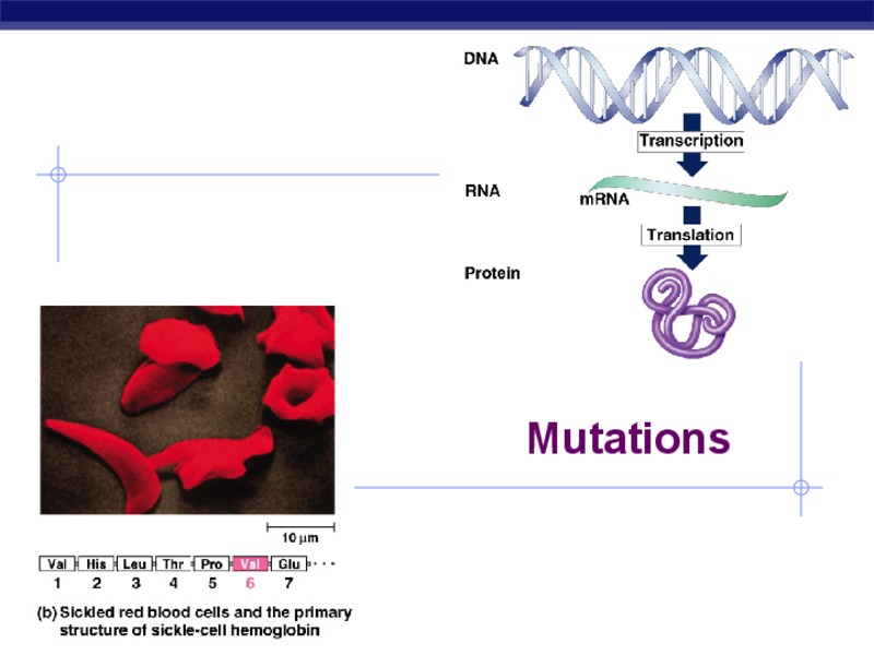Mutations PPT