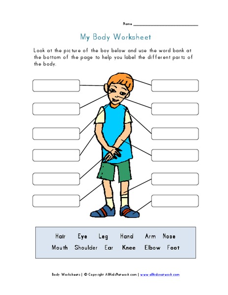 My Body Worksheet Worksheet
