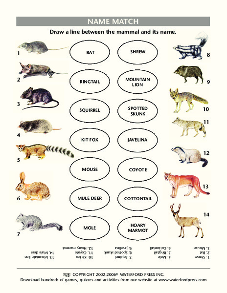 Name Match Lesson Plan