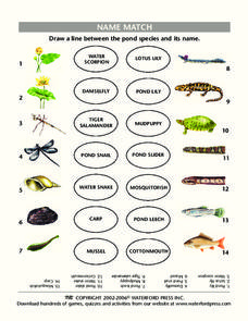 Name Match Lesson Plan