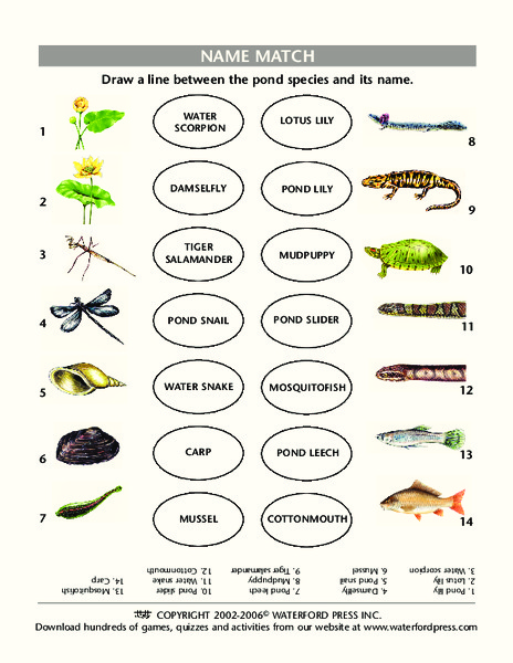 Name Match Lesson Plan