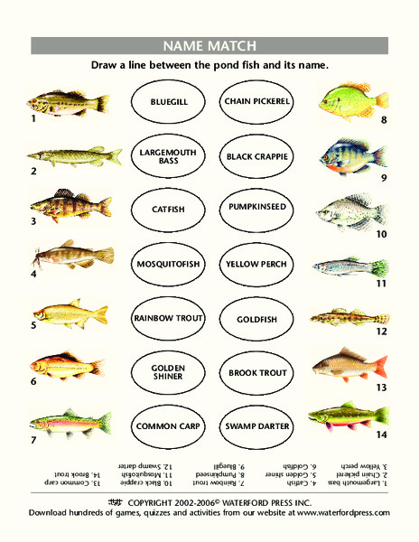 Name Match Lesson Plan