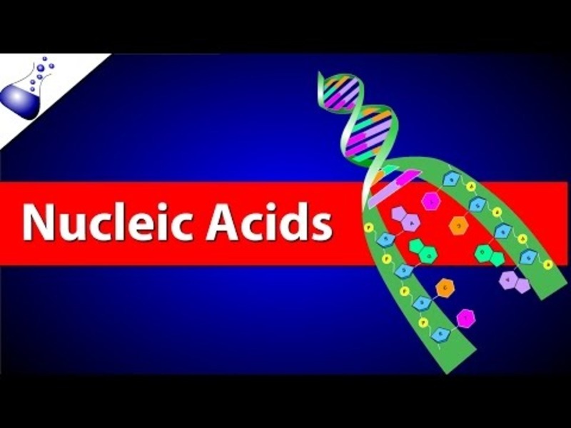 Nucleic Acids Instructional Video