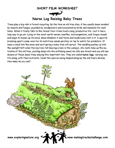 Nurse Log Raising Baby Trees Worksheet