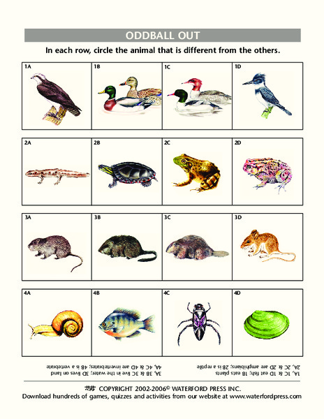 Oddball Out: Animals Lesson Plan