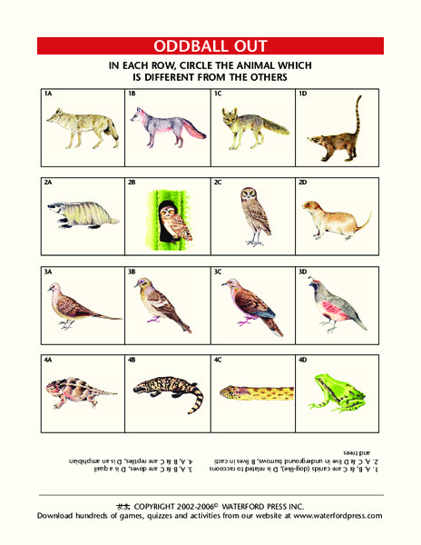 Oddball Out: Animals Lesson Plan