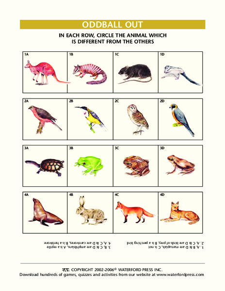 Oddball Out: Animals Lesson Plan