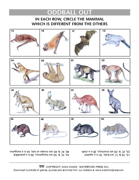 Oddball Out: Mammals Lesson Plan