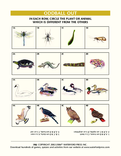 Oddball Out: Plants and Animals Lesson Plan