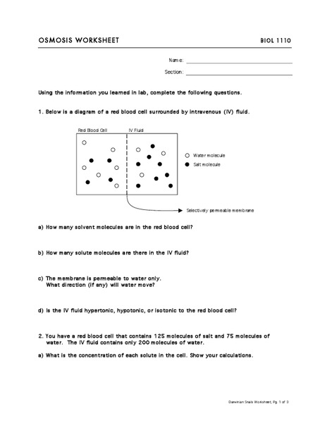 Osmosis Worksheet