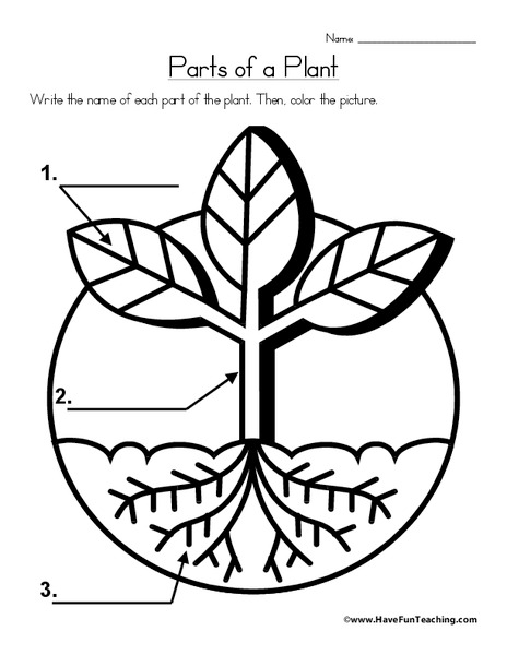 Parts of a Plant Worksheet