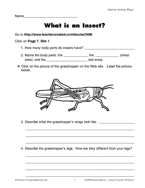 Parts of an Insect Worksheet