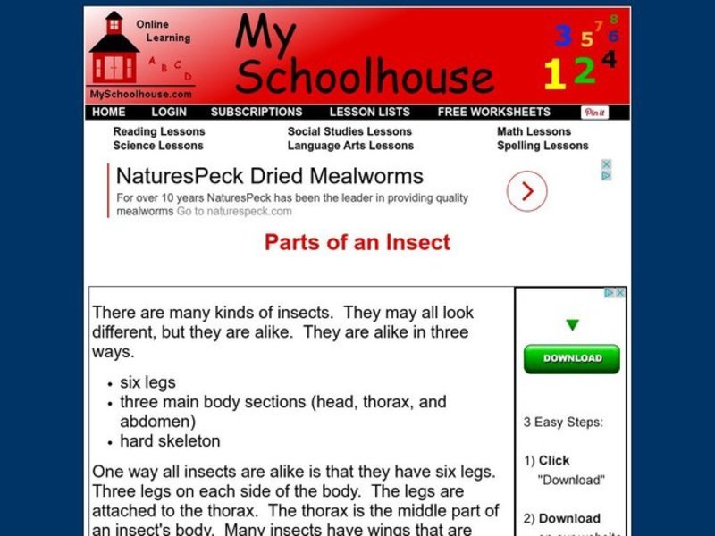 Parts of an Insect Interactive