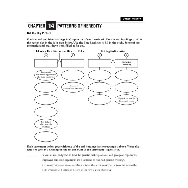 Patterns of Heredity Organizer