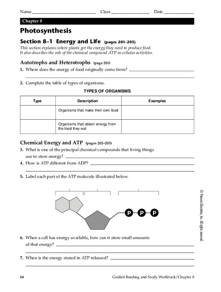 Photosynthesis Worksheet