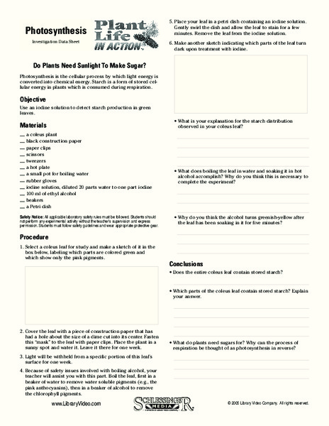 Photosynthesis Worksheet