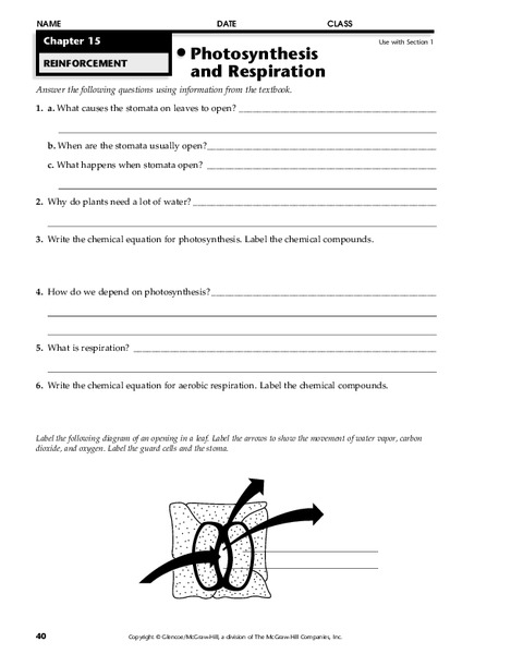 Photosynthesis and Respiration Worksheet