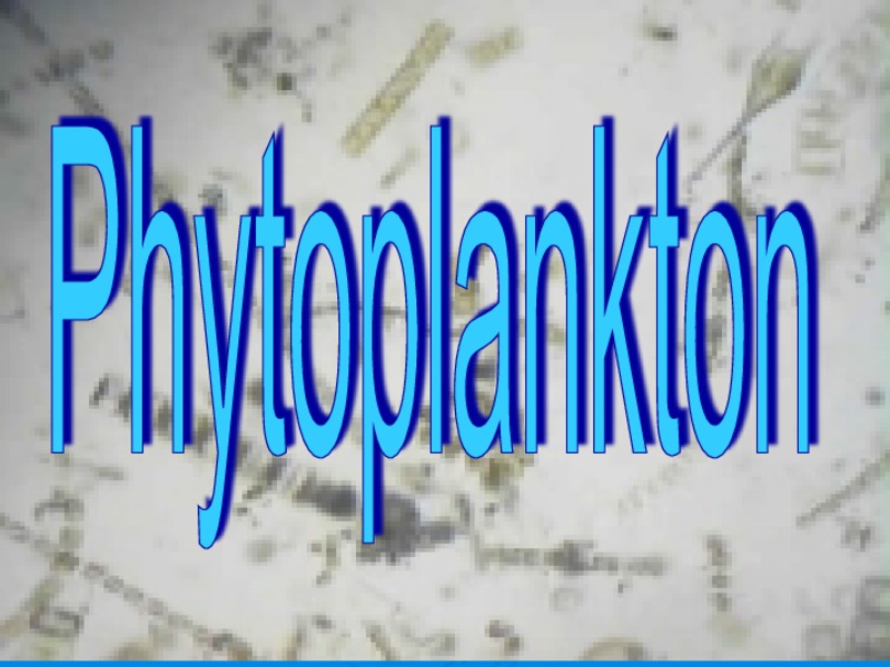 Phytoplankton PPT