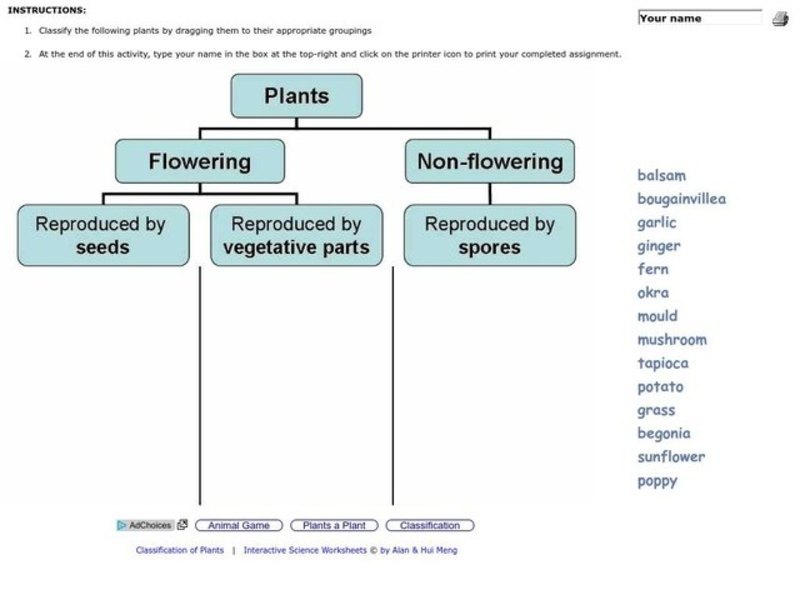 Plant classification Interactive
