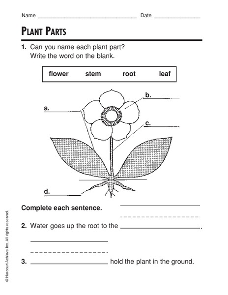 Plant Parts Worksheet