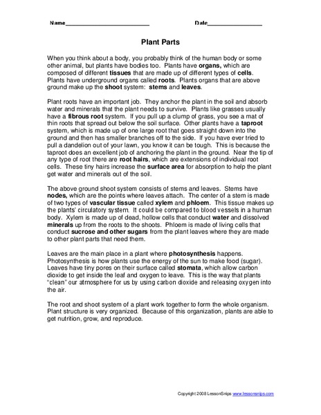 Plant Parts Worksheet